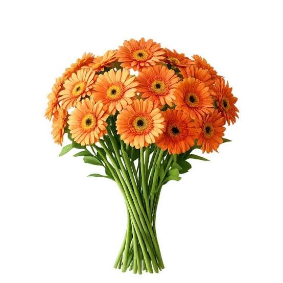 Gerbera